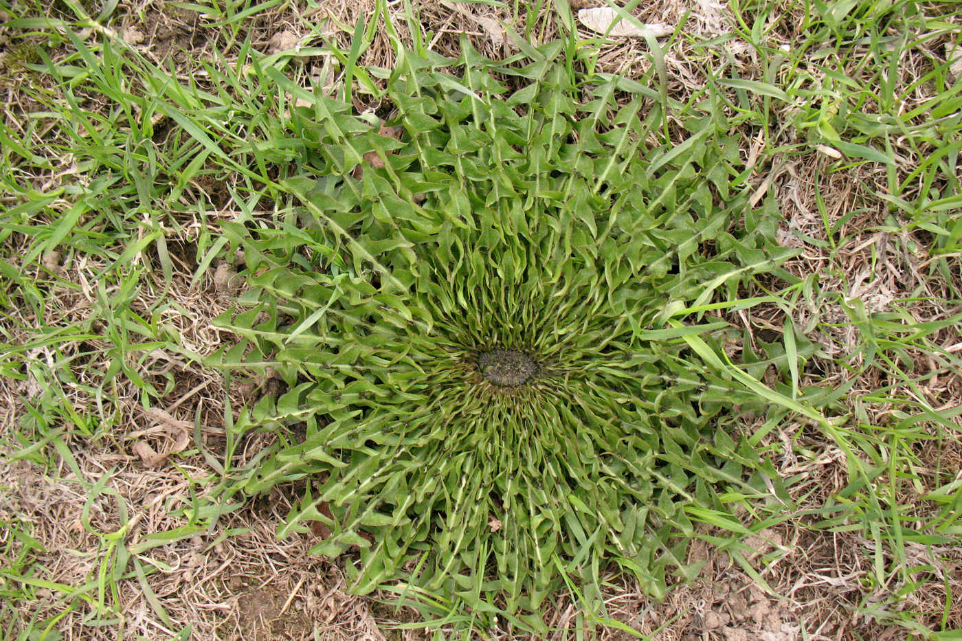 Image of Taraxacum officinale specimen.