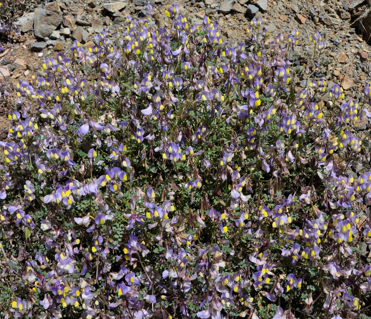 Image of Vicia lunata specimen.