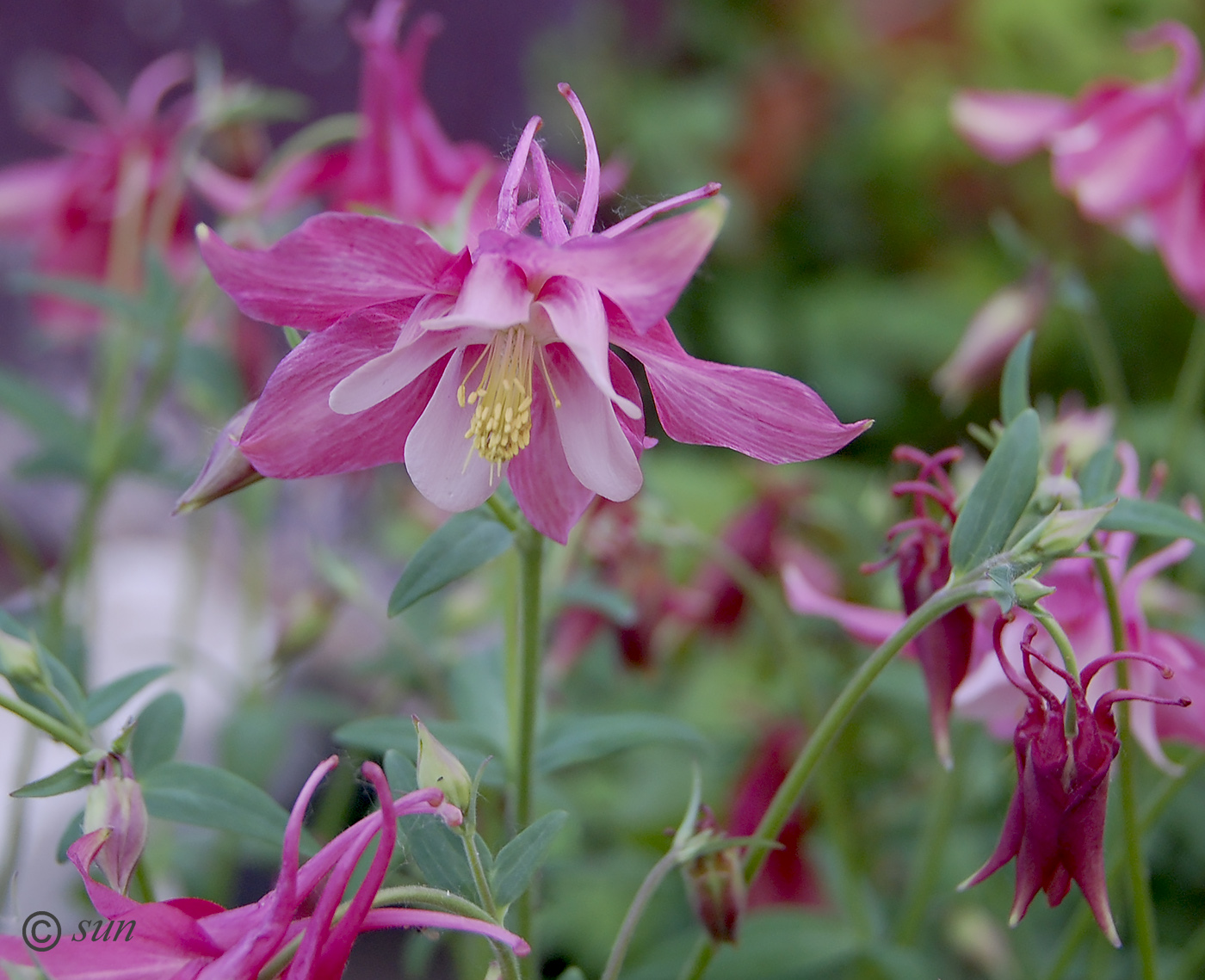 Image of Aquilegia coerulea specimen.