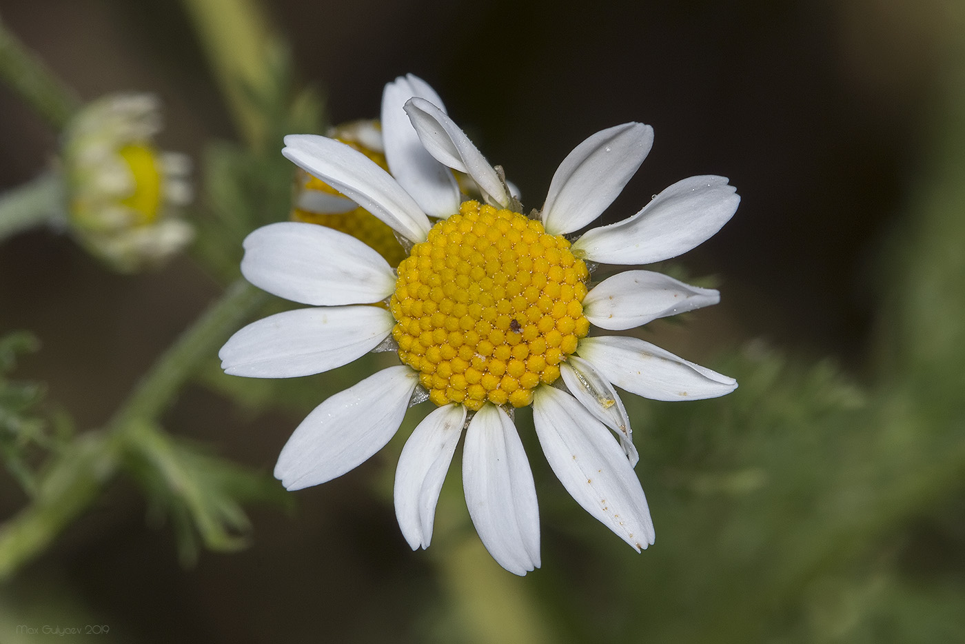 Image of genus Tripleurospermum specimen.