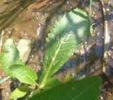 Rorippa amphibia. Лист и боковой побег. Тверская обл., г. Тверь, Заволжский р-н, окр. Вагоностроительного завода, берег р. Волги. 09.06.2019.