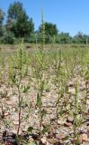 Rumex halacsyi. Цветущие растения. Республика Дагестан, бархан Сарыкум, пойма р. Шура-Озень, галечник. 01.06.2019.