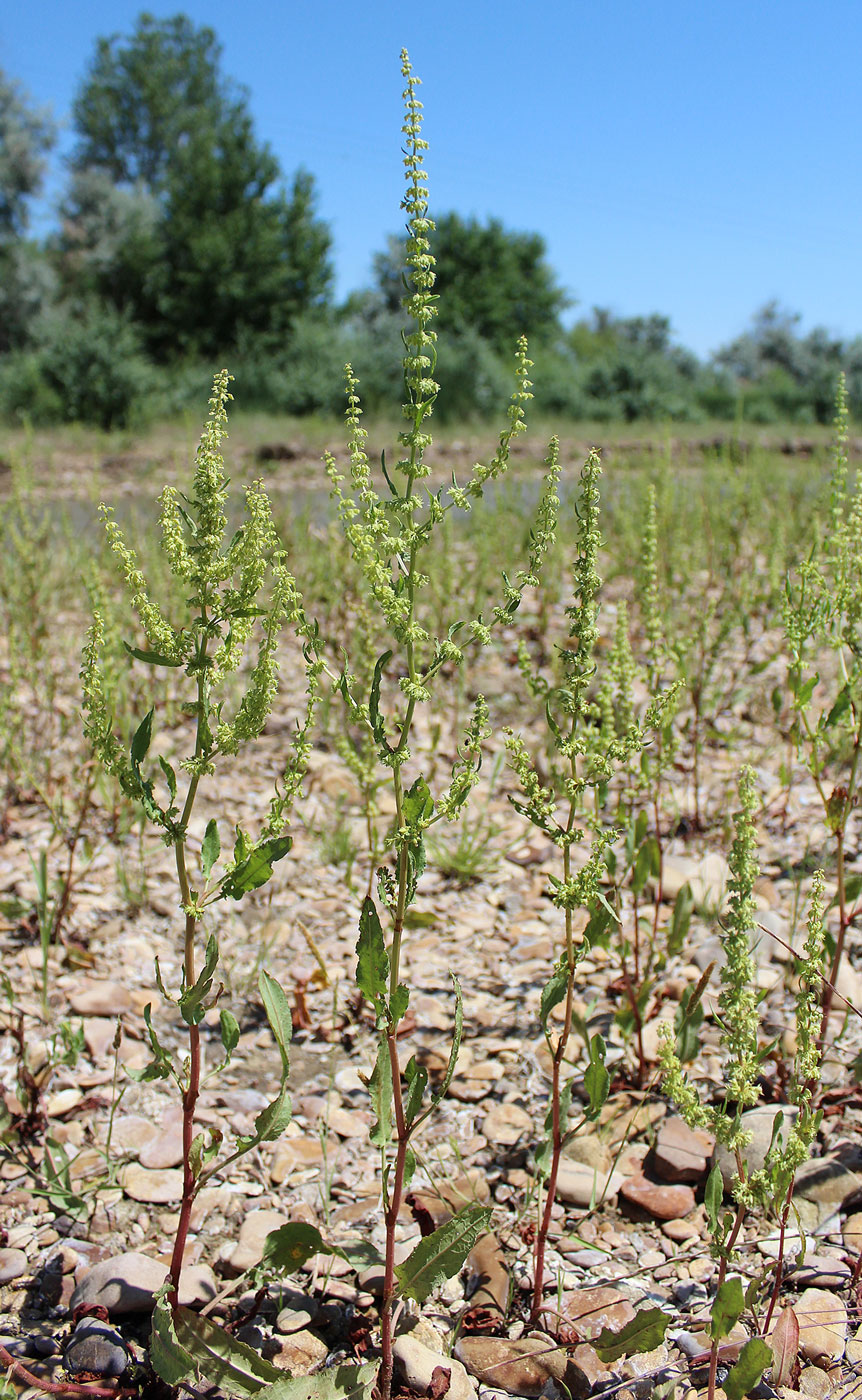 Изображение особи Rumex halacsyi.