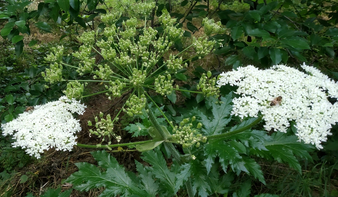 Изображение особи Heracleum trachyloma.