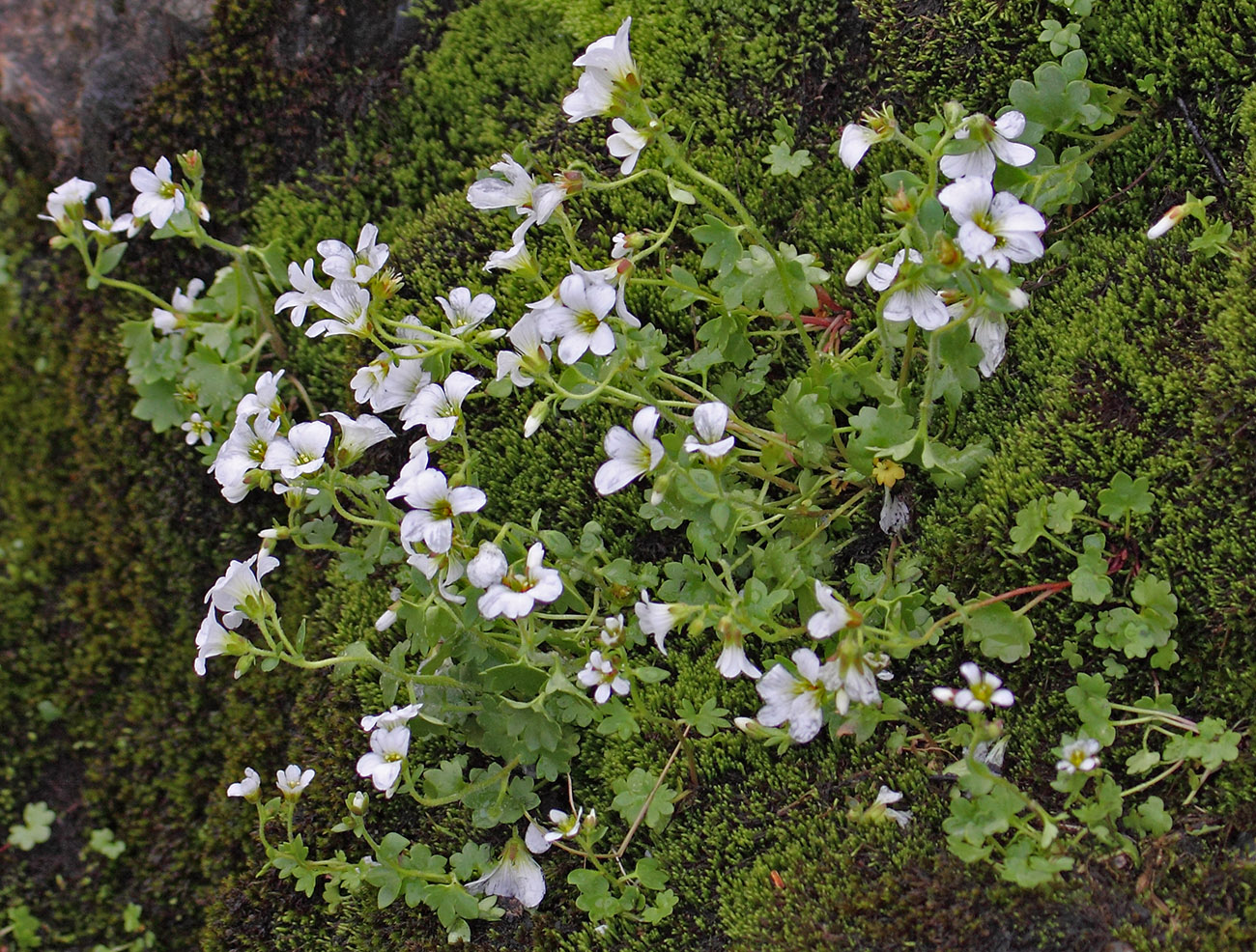 Изображение особи Saxifraga sibirica.