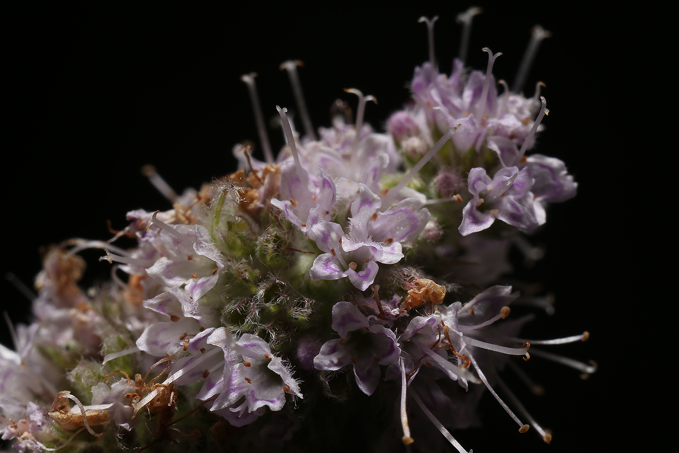 Image of Mentha longifolia specimen.