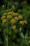 Levisticum officinale