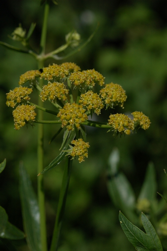 Изображение особи Levisticum officinale.