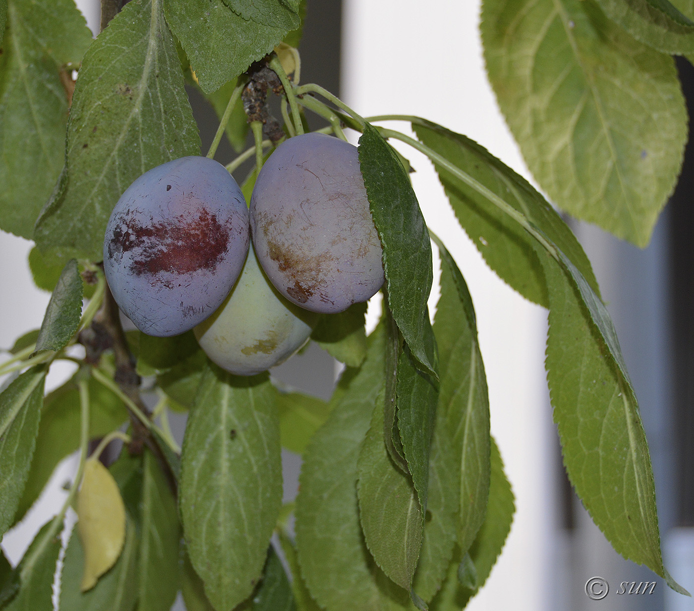 Image of Prunus domestica specimen.