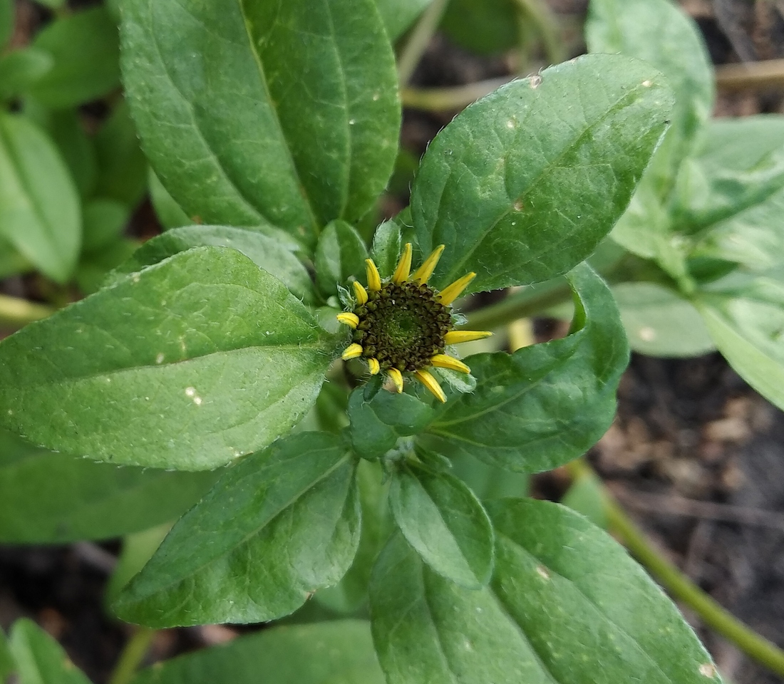 Image of Sanvitalia procumbens specimen.