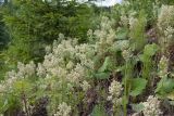 Galium boreale. Заросли цветущих растений (в сообществе с Tussilago farfara и Equisetum arvense). Ленинградская обл., Гатчинский р-н, окр. дер. Авколево, карьер \"Елизаветино\", зарастающий нарушенный склон. 16.06.2019.