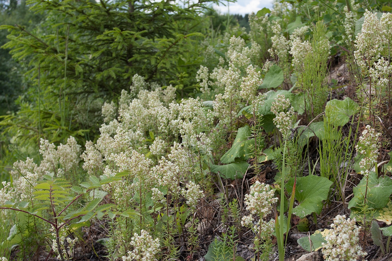 Image of Galium boreale specimen.