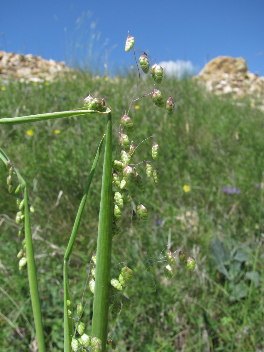 Image of Briza elatior specimen.