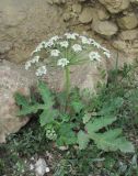 Heracleum grandiflorum. Цветущее растение. Дагестан, Докузпаринский р-н, окр. с. Усухчай, ок. 1300 м н.у.м., каменистый склон. 04.06.2019.