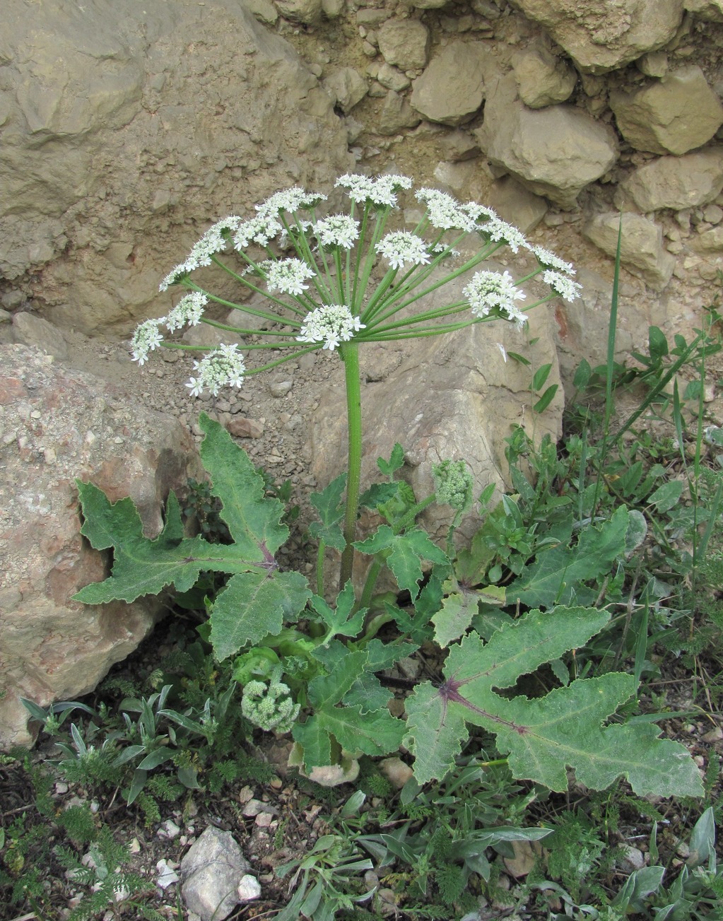 Image of Heracleum grandiflorum specimen.