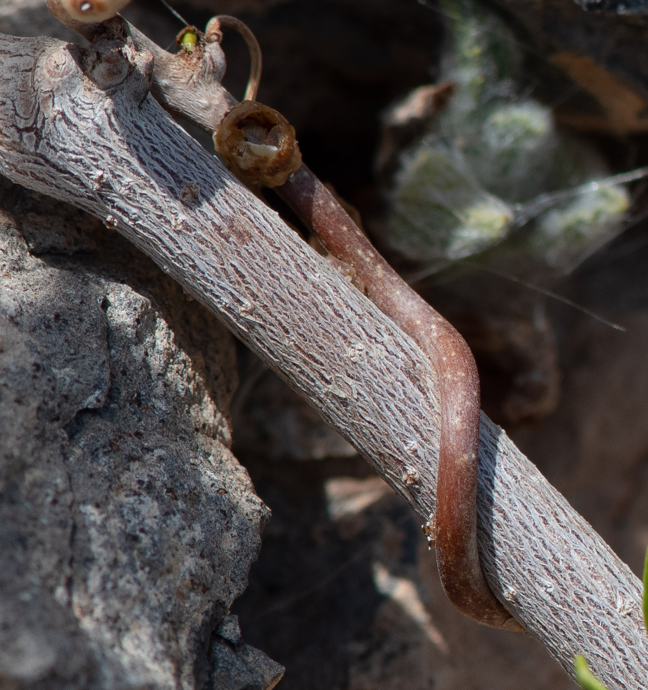 Image of Periploca laevigata specimen.