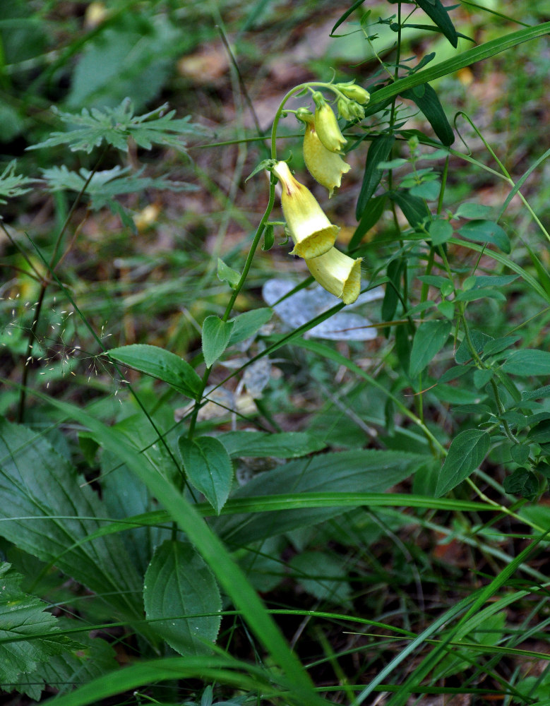 Изображение особи Digitalis grandiflora.