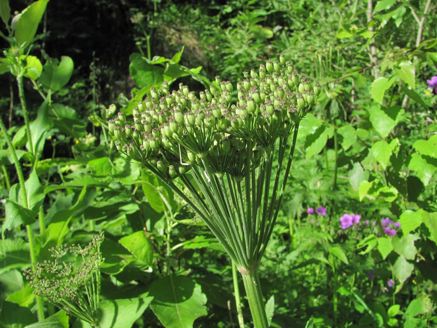 Изображение особи Agasyllis latifolia.