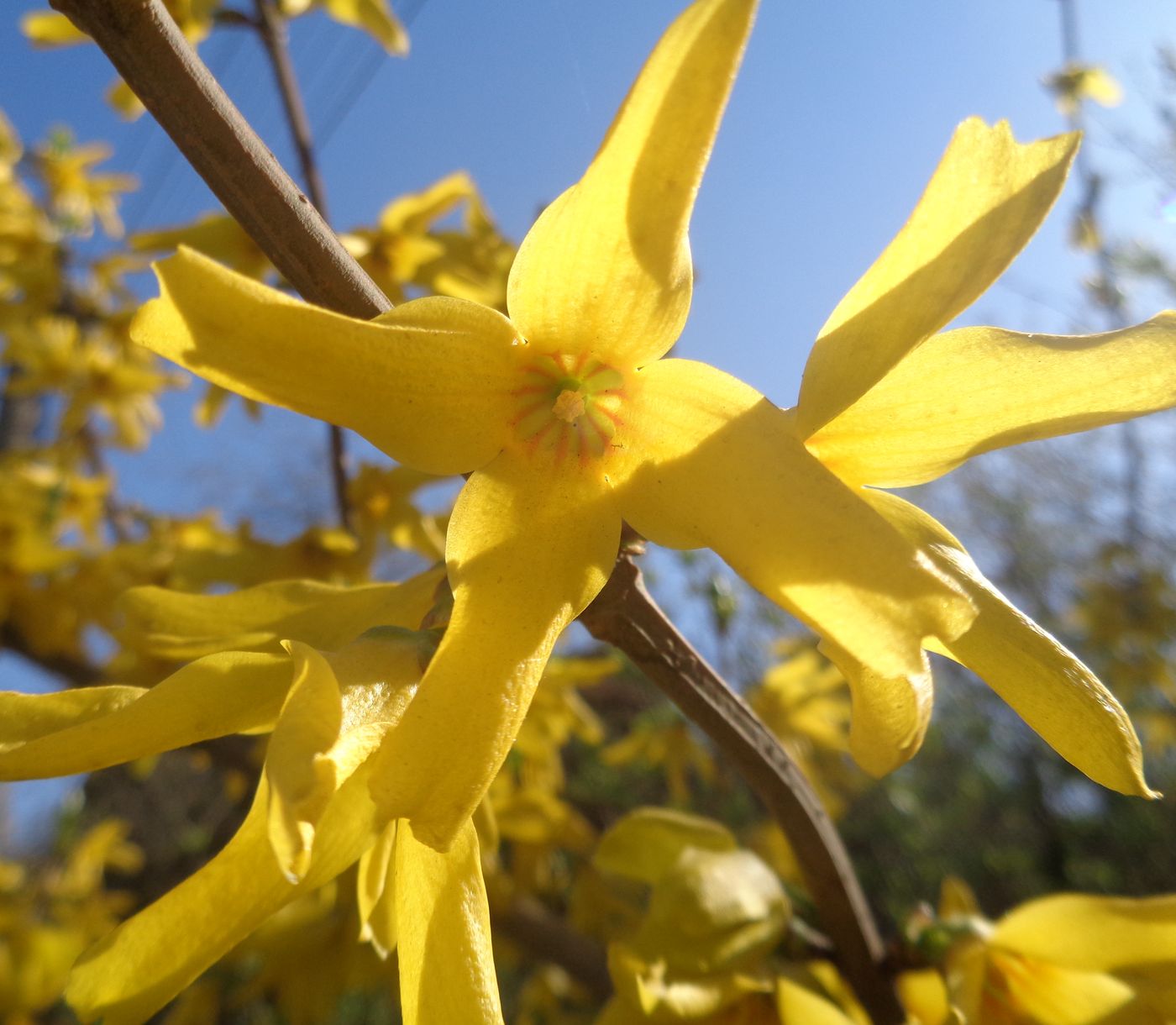 Изображение особи род Forsythia.