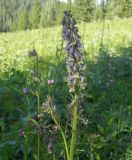 Aconitum czerepninii. Соцветие. Красноярский край, Ермаковский р-н, природный парк \"Ергаки\", долина р. Большая Оя, луг. 12.07.2018.