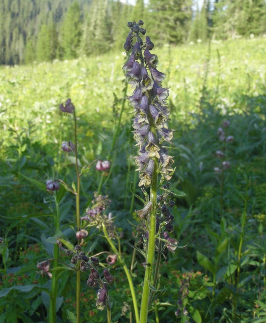 Изображение особи Aconitum czerepninii.