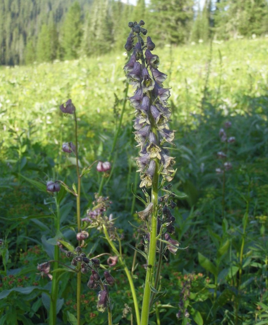 Image of Aconitum czerepninii specimen.