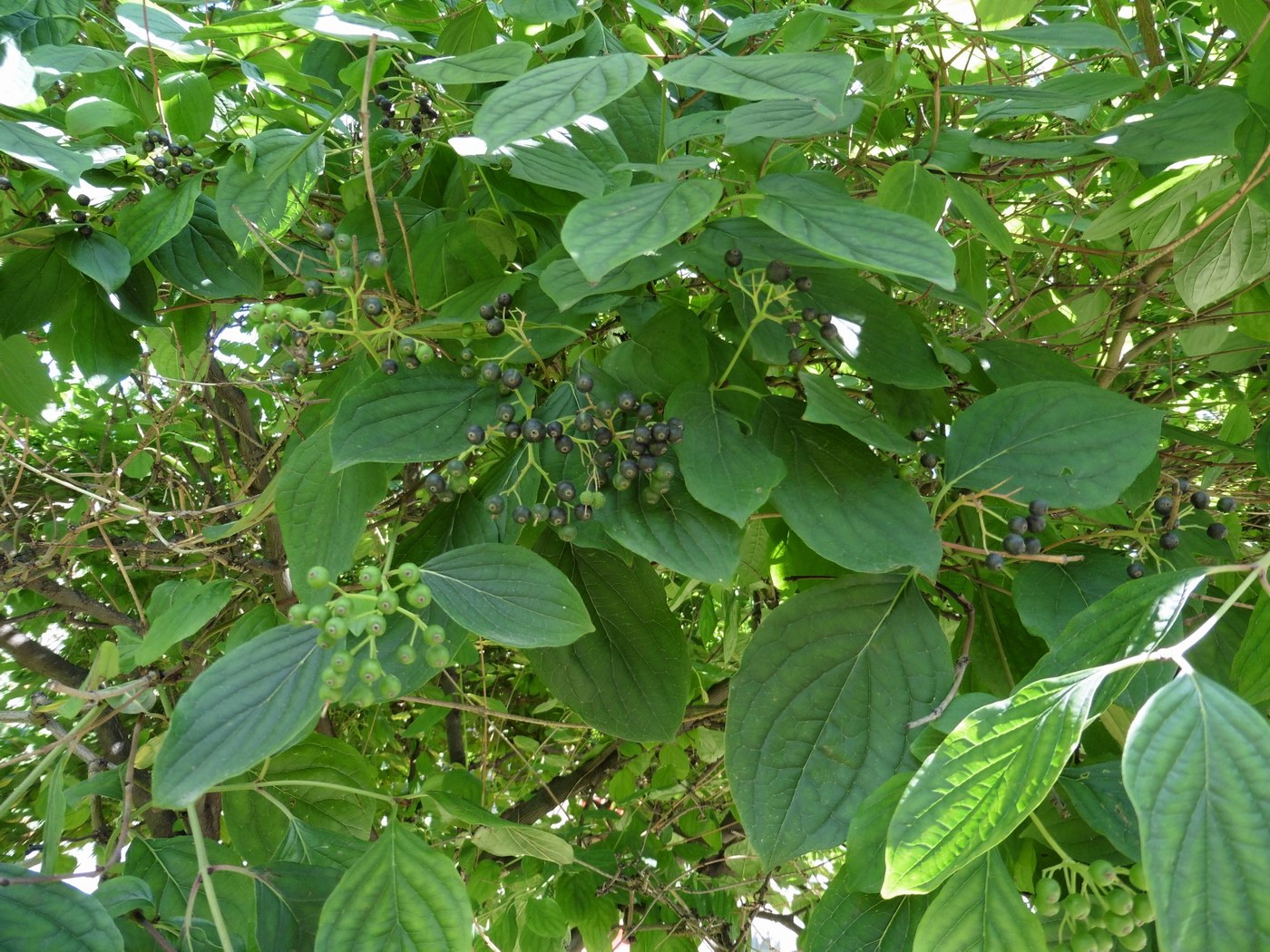 Image of genus Swida specimen.