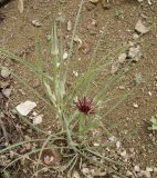 Tragopogon pterocarpus