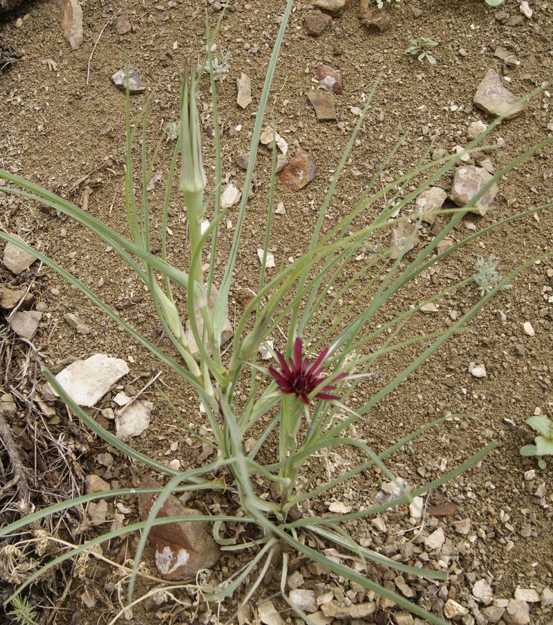 Изображение особи Tragopogon pterocarpus.