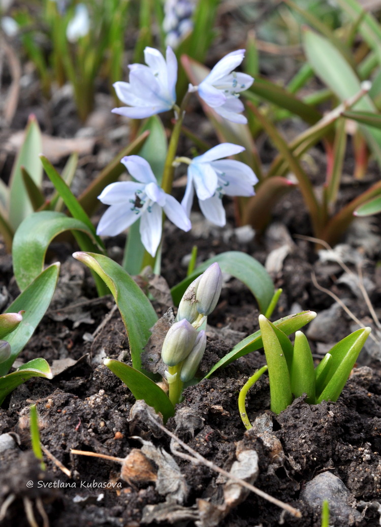 Изображение особи Scilla mischtschenkoana.