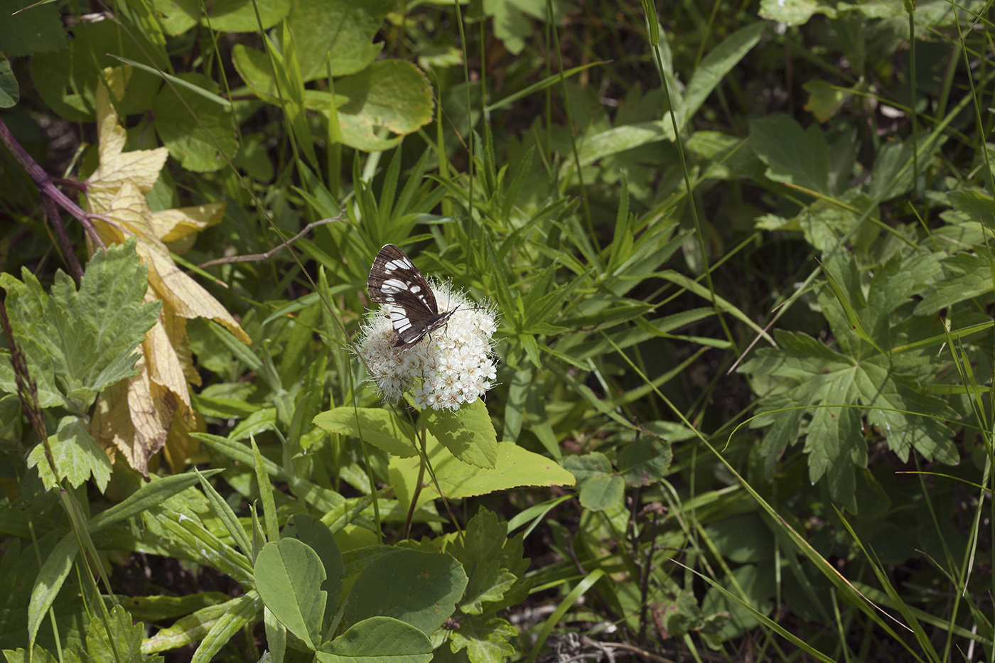 Image of Spiraea betulifolia specimen.