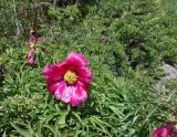 Paeonia intermedia