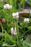 Trifolium repens