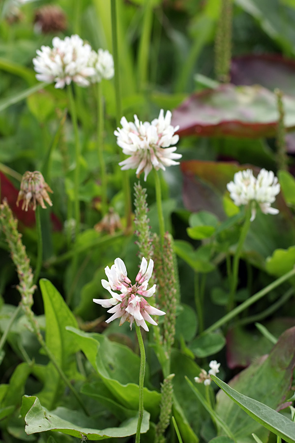 Image of Trifolium repens specimen.