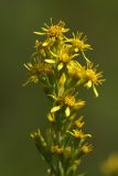 Solidago virgaurea. Общее соцветие. Карельский перешеек, окр. Сертолово, на просеке газопровода. 08.07.2019.