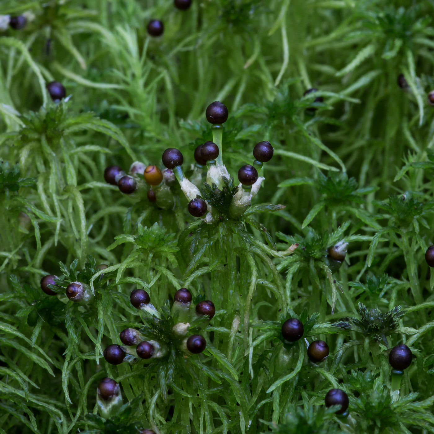 Image of genus Sphagnum specimen.