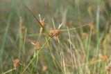 Carex flava. Верхушка плодоносящего побега. Кировская обл., Кирово-Чепецкий р-н, ур. Большое Каринское Болото. 20.08.2017.