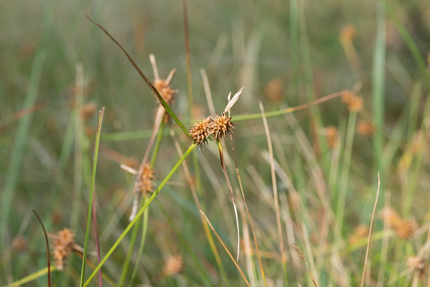 Изображение особи Carex flava.