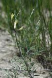 Astragalus storozhevae