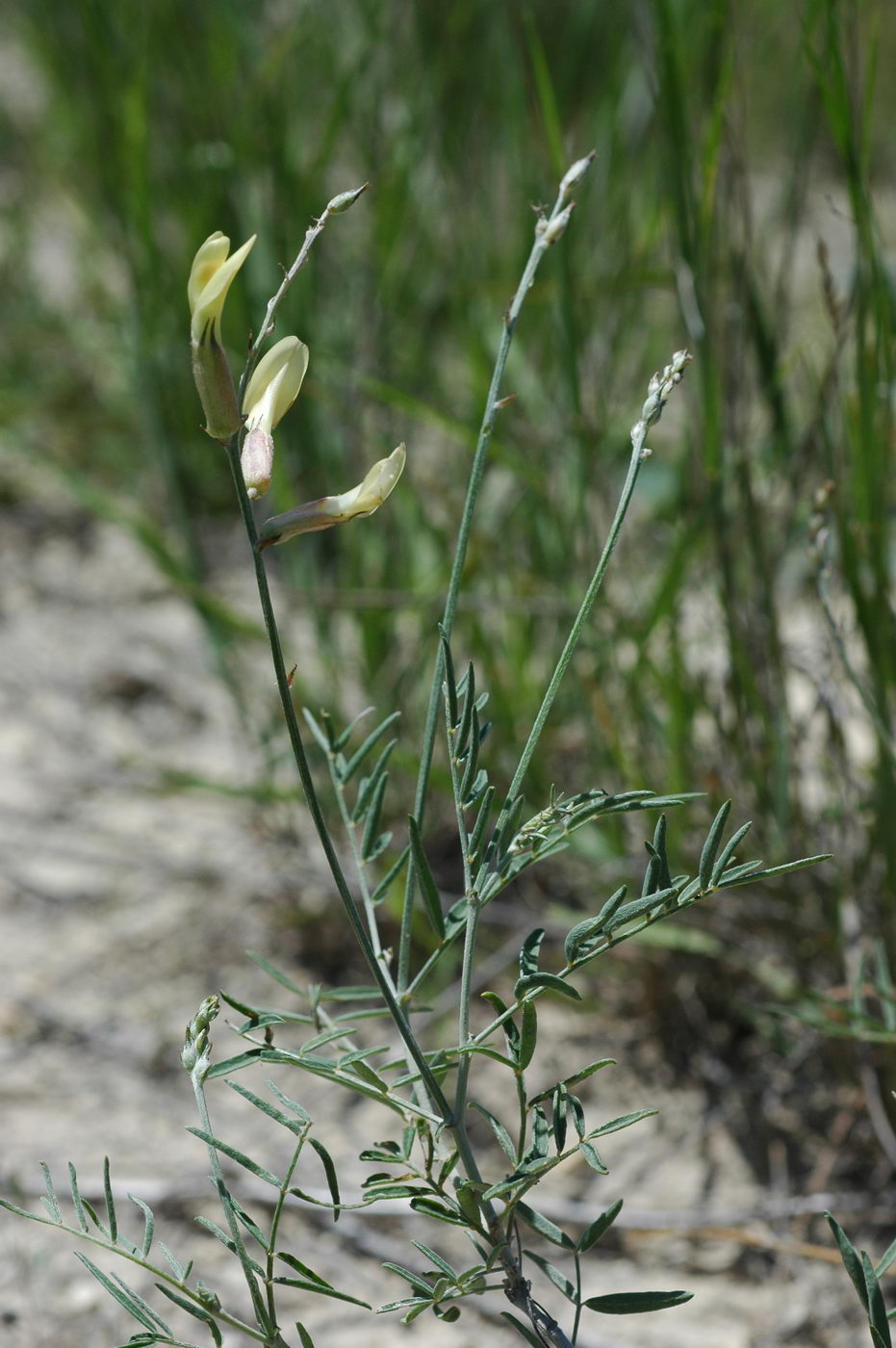 Изображение особи Astragalus storozhevae.