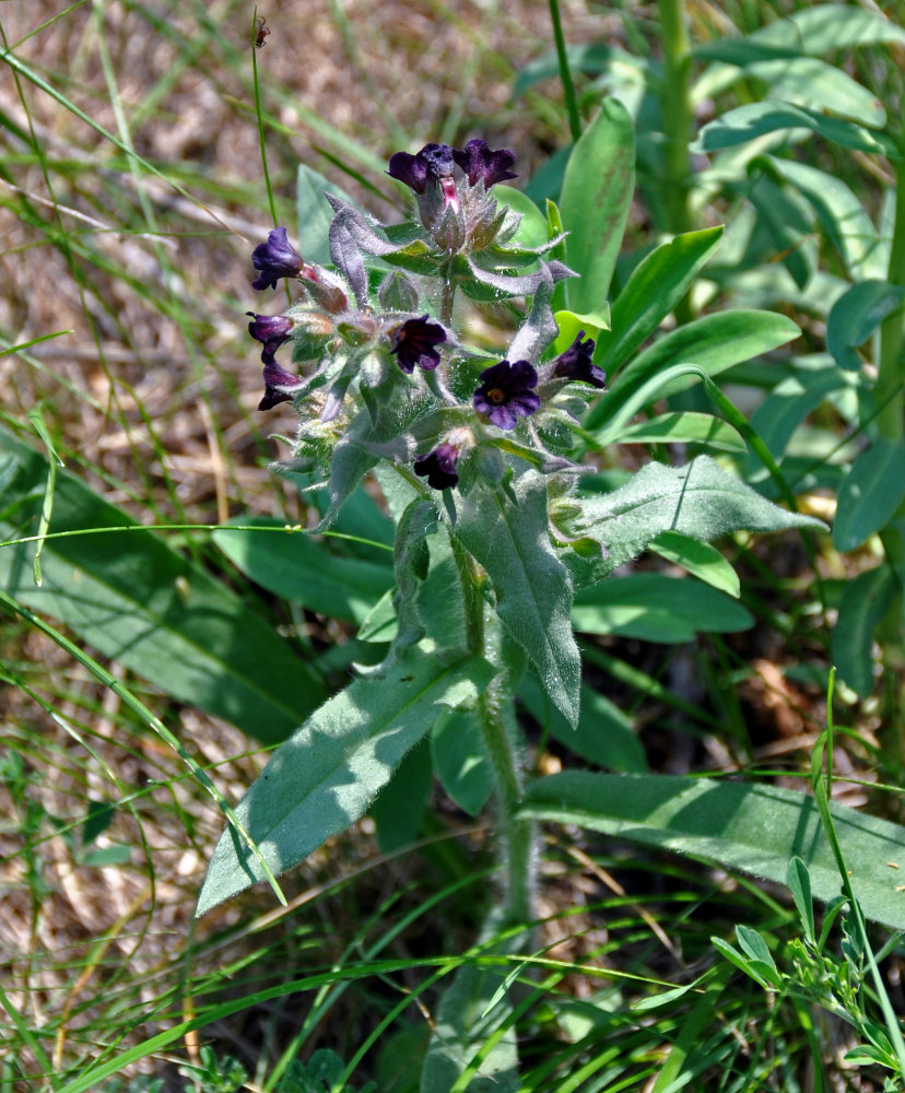 Image of Nonea rossica specimen.