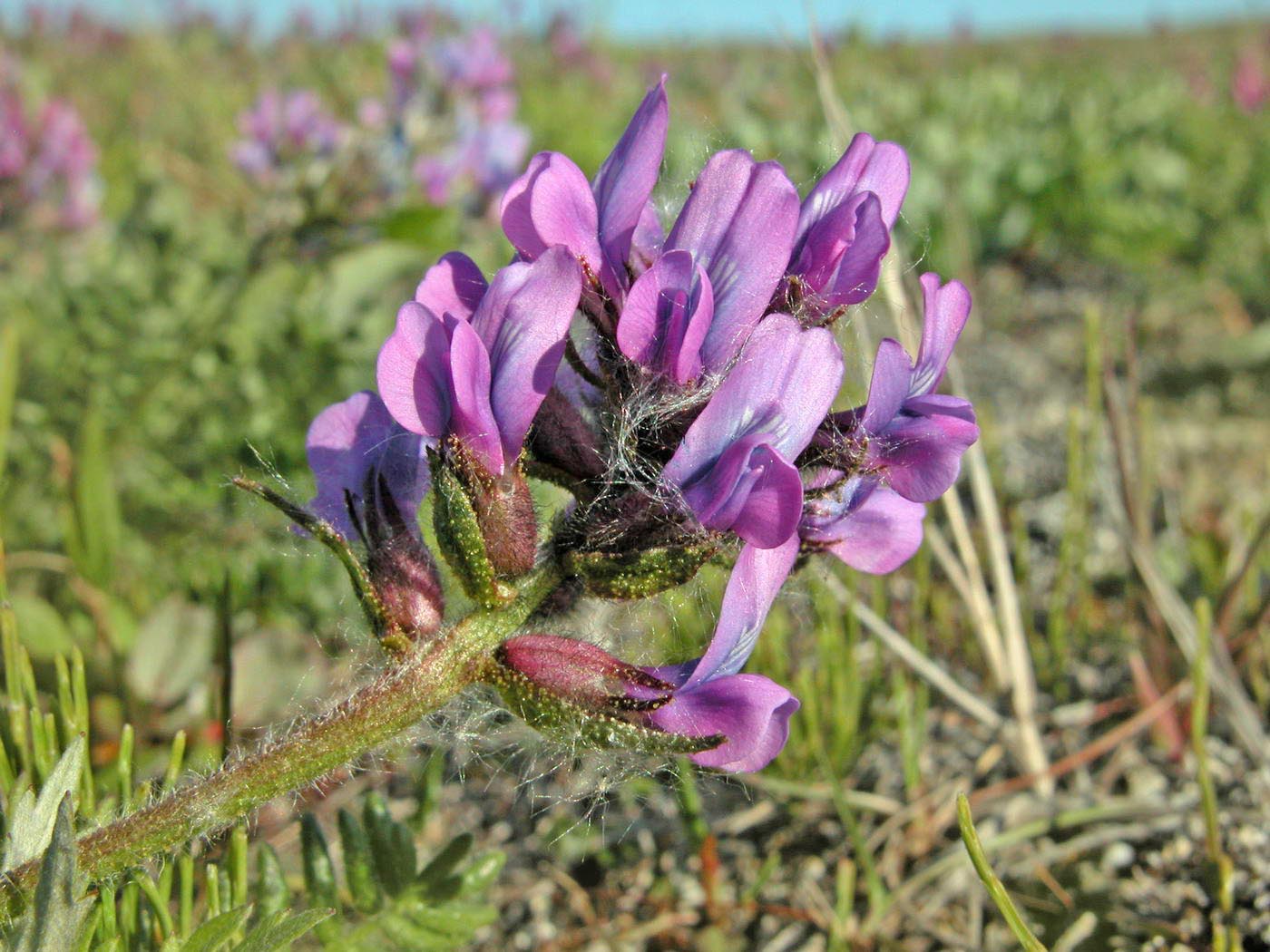 Image of Oxytropis borealis specimen.