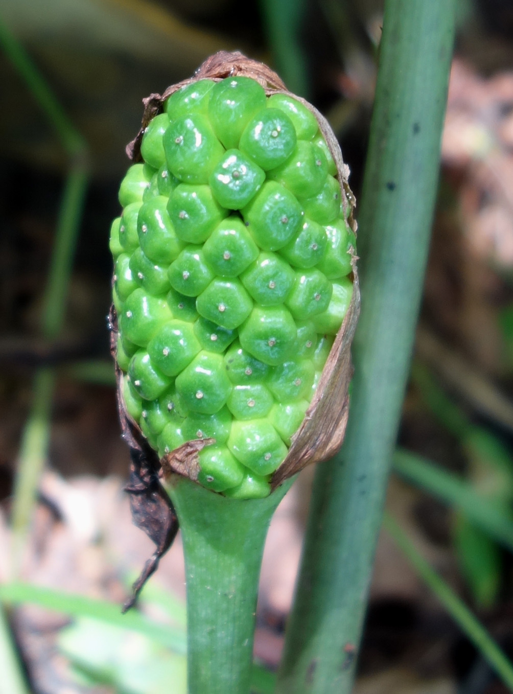 Изображение особи Arisaema robustum.