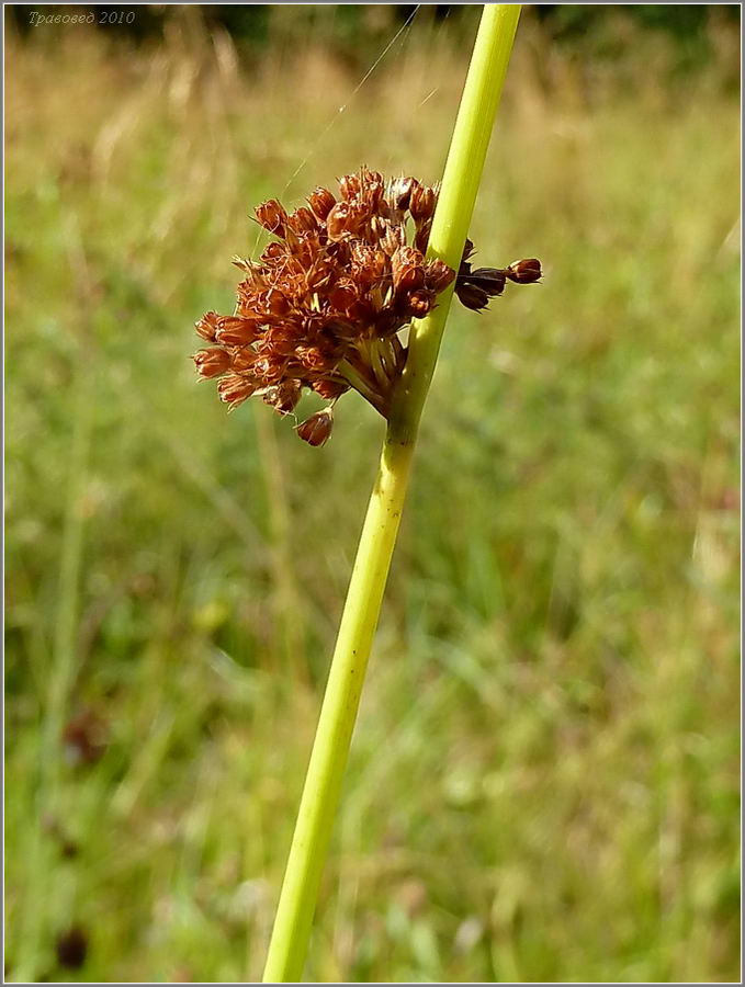 Изображение особи Juncus effusus.