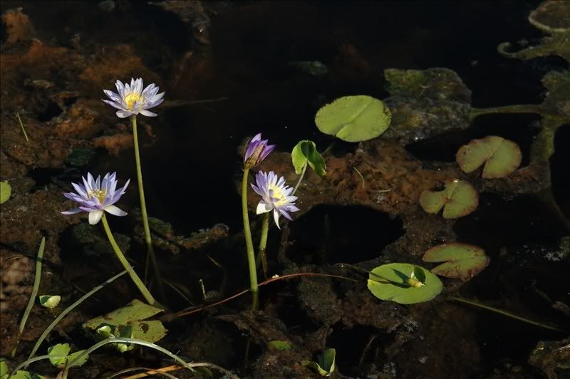 Изображение особи Nymphaea nouchali var. caerulea.