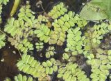 Salvinia natans