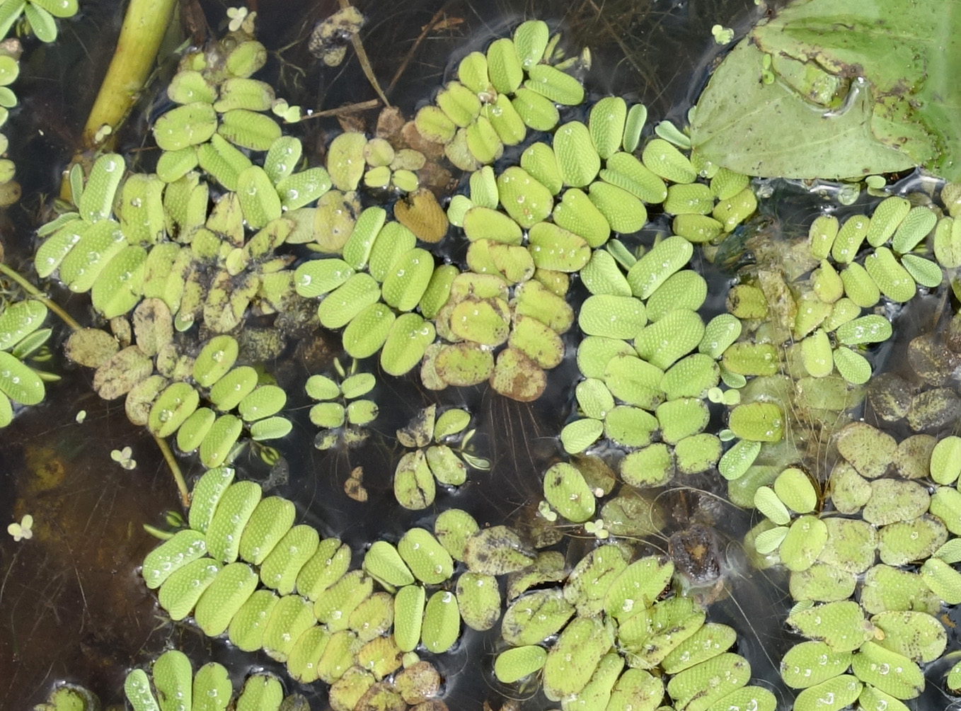 Image of Salvinia natans specimen.