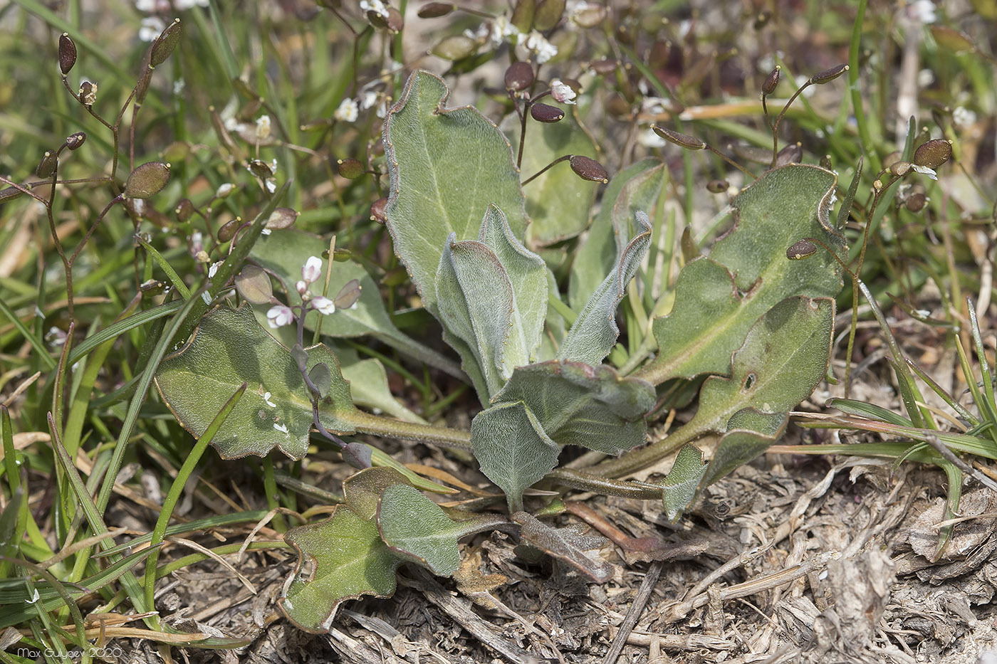 Image of Cardaria draba specimen.