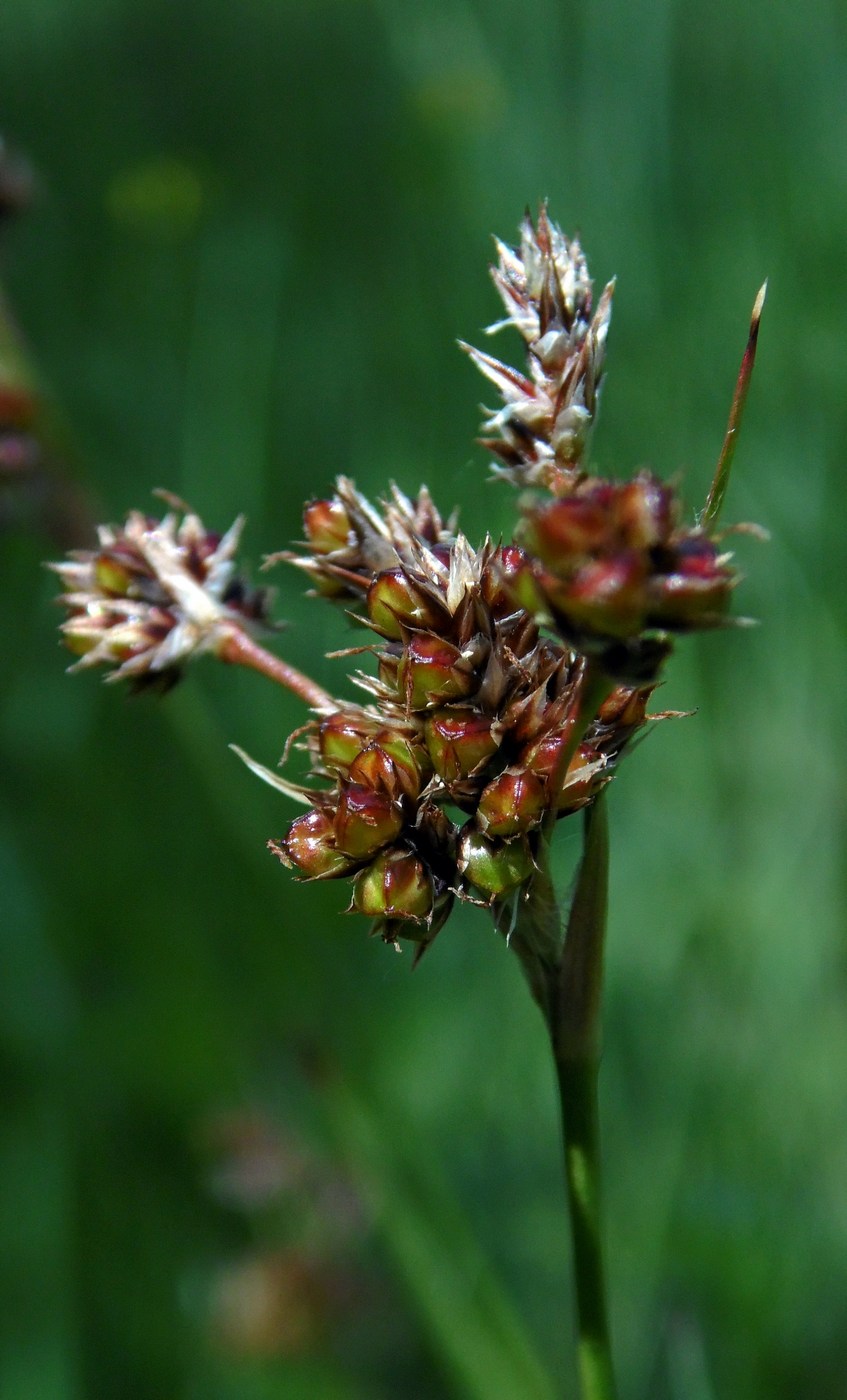 Image of Luzula multiflora specimen.