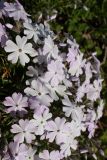 Phlox subulata. Цветки. Беларусь, г. Минск, парк Грековой, клумба. 10.05.2020.